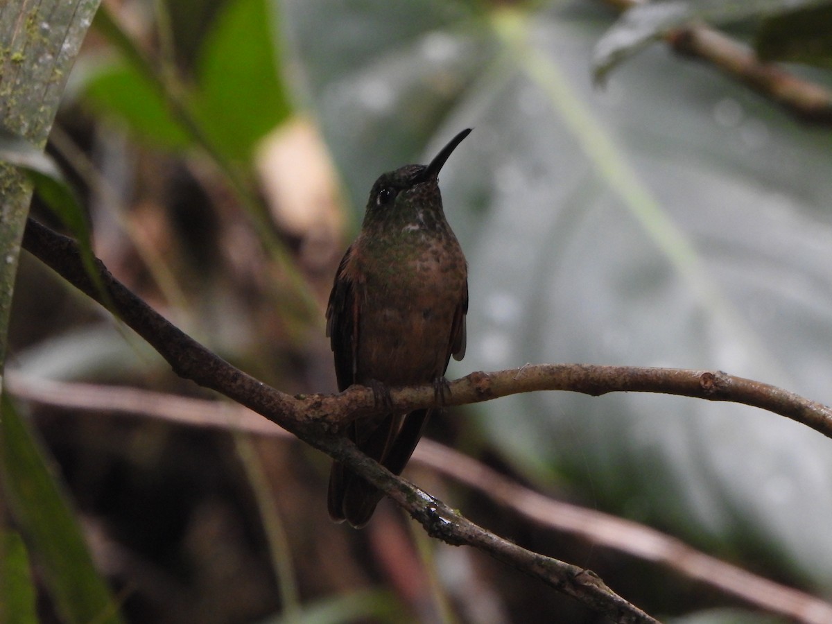 チャムネテリハチドリ - ML645920372