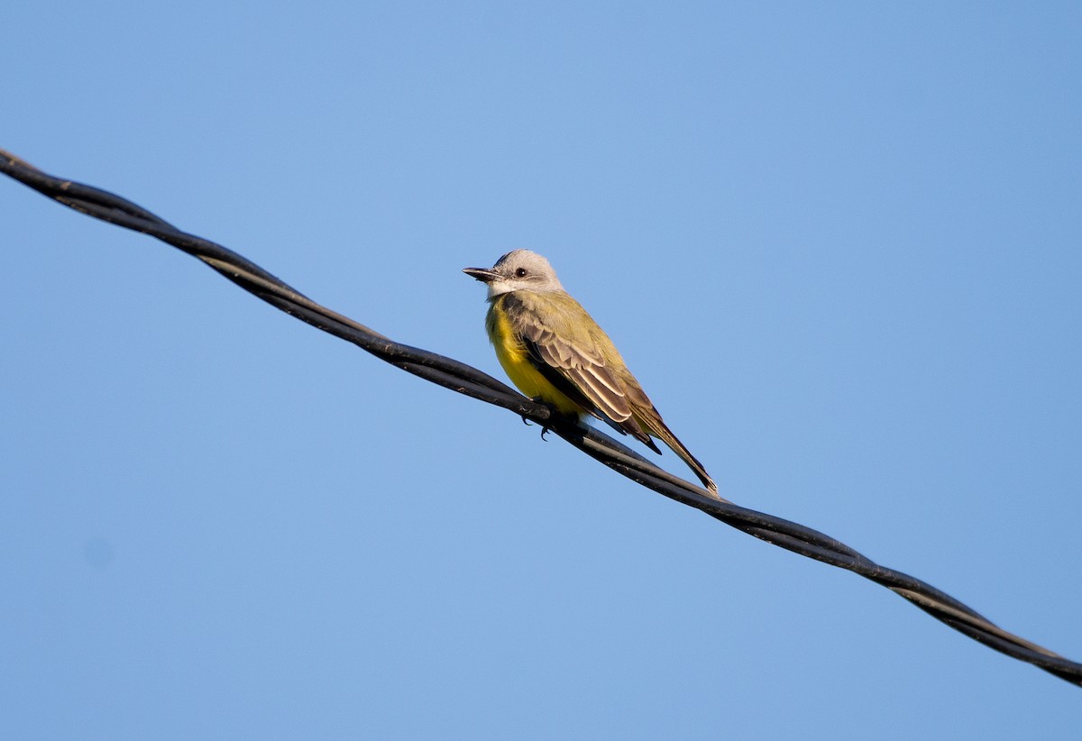 Tropical Kingbird - ML645920384
