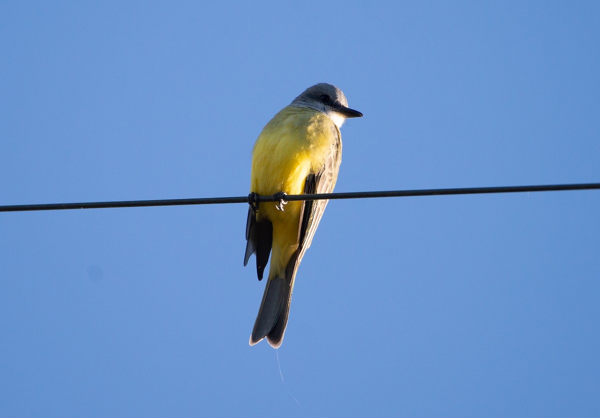Tropical Kingbird - ML645920385