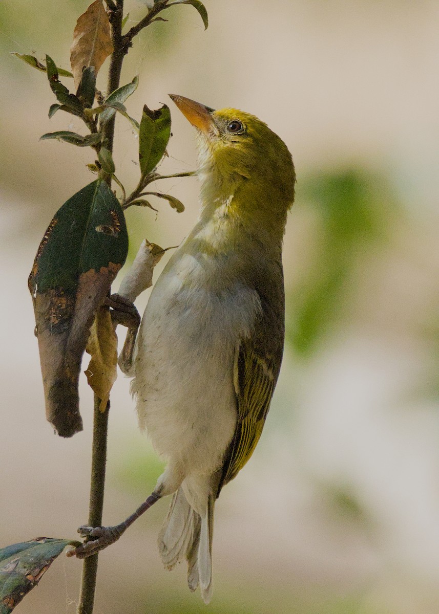 Anaplecte écarlate - ML645920386