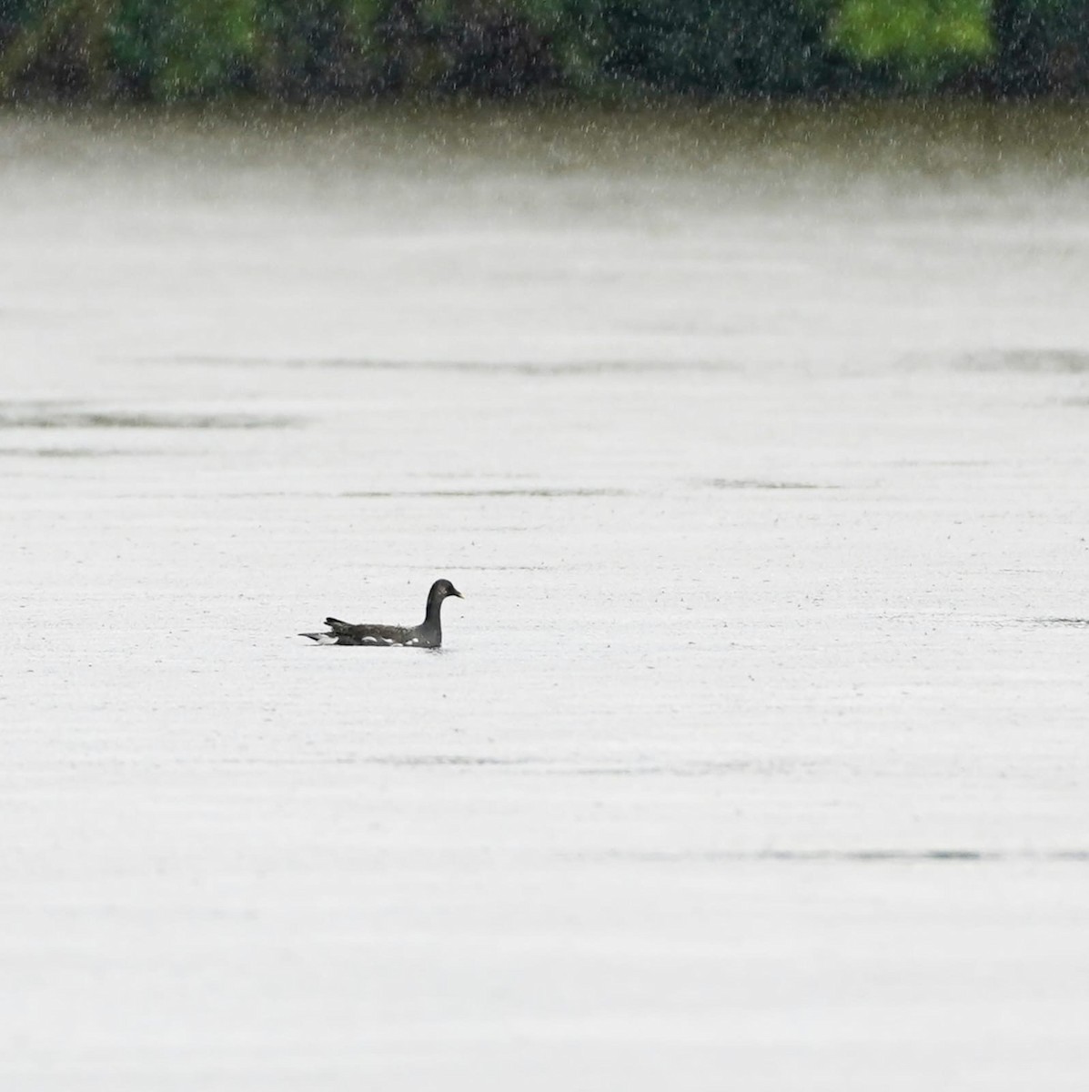 slípka americká - ML645920411