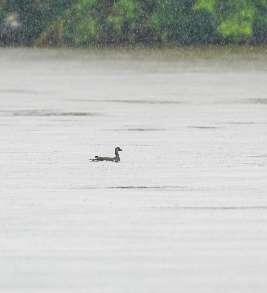 slípka americká - ML645920412