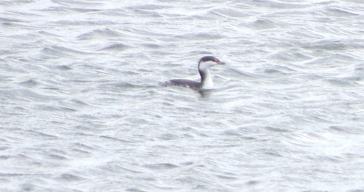 ミミカイツブリ - ML645920413