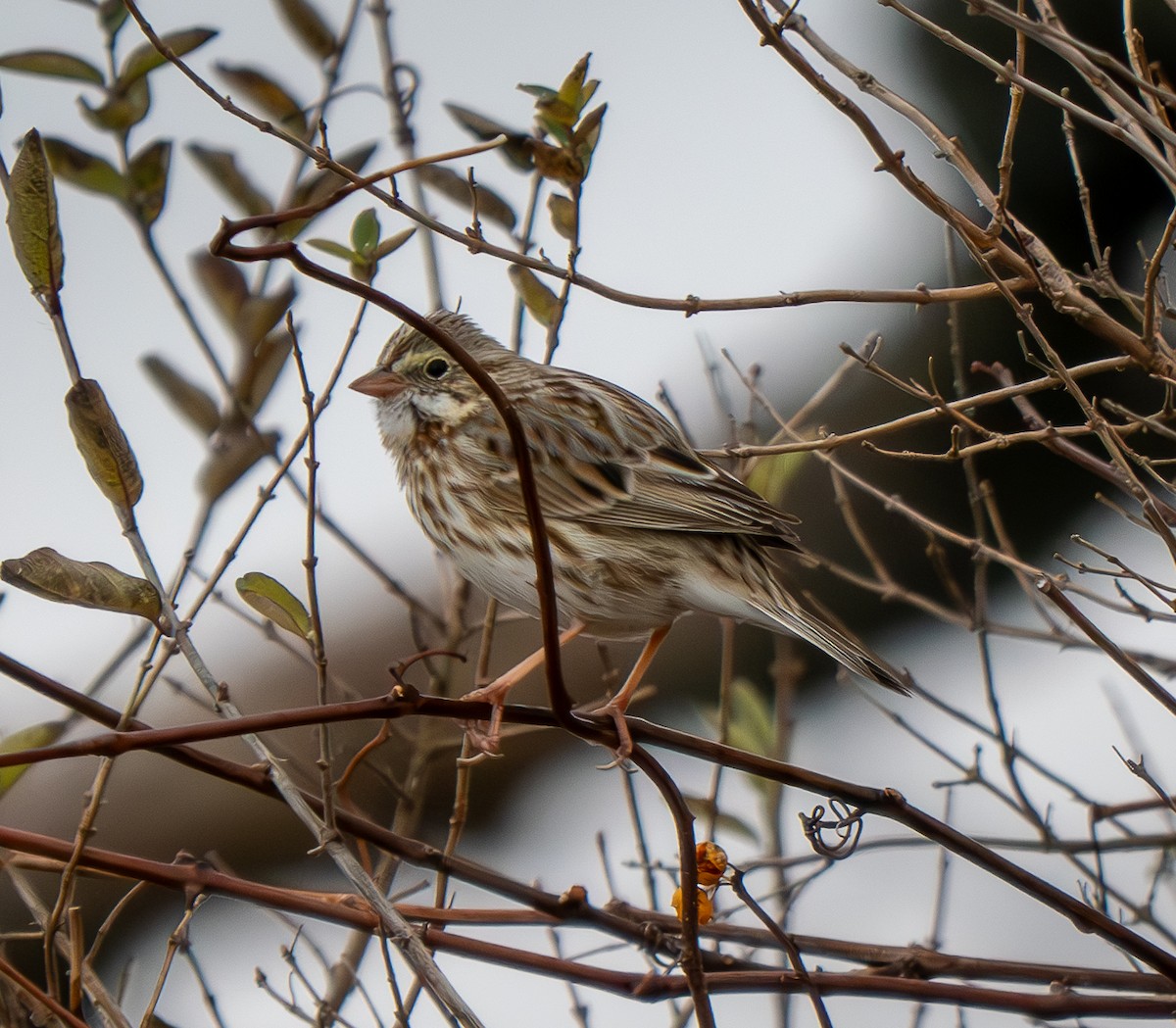 Savannah Sparrow - ML645920418