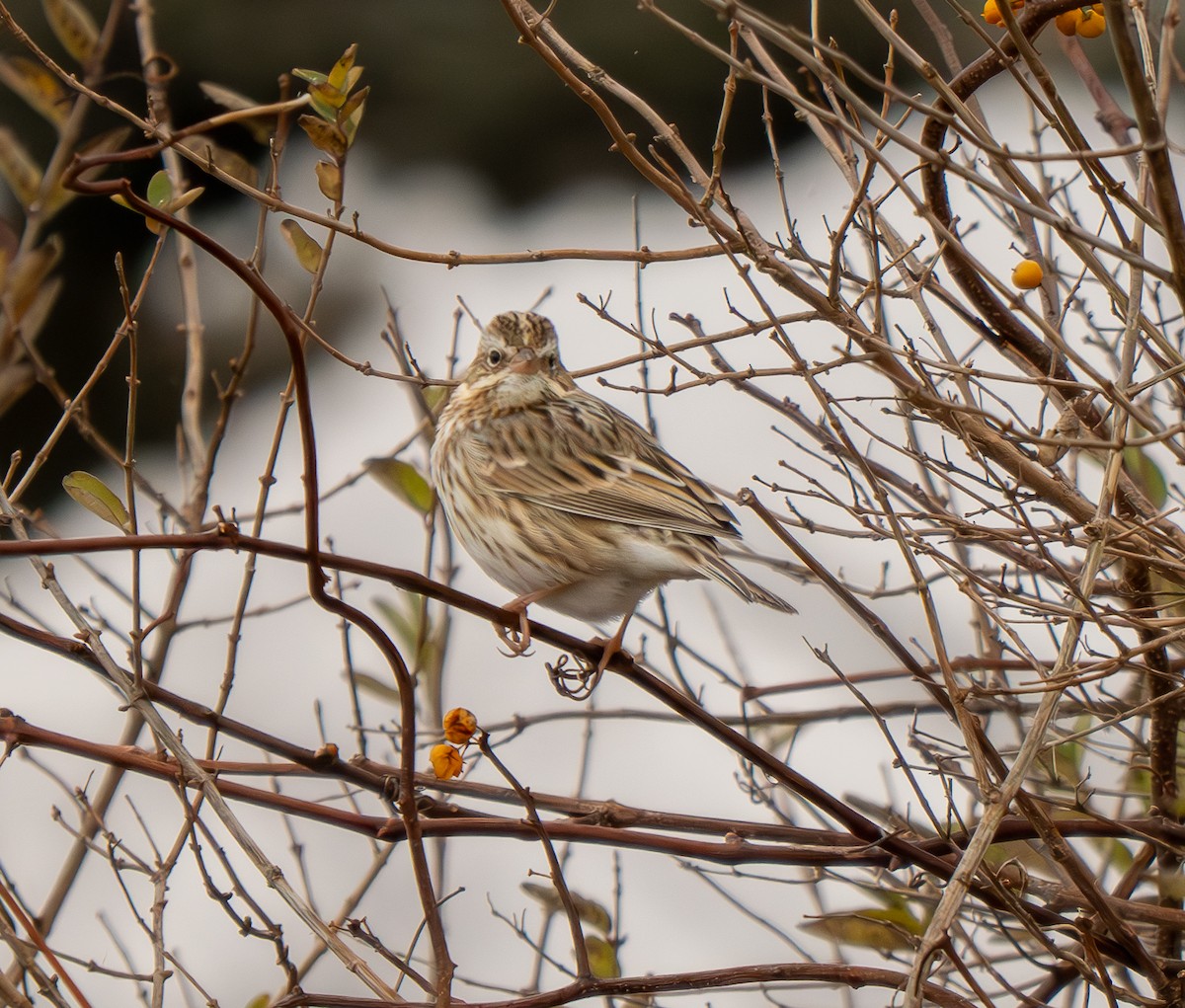 Savannah Sparrow - ML645920419