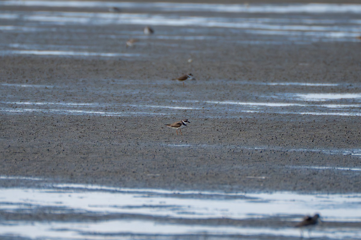 Piping Plover - ML645920434