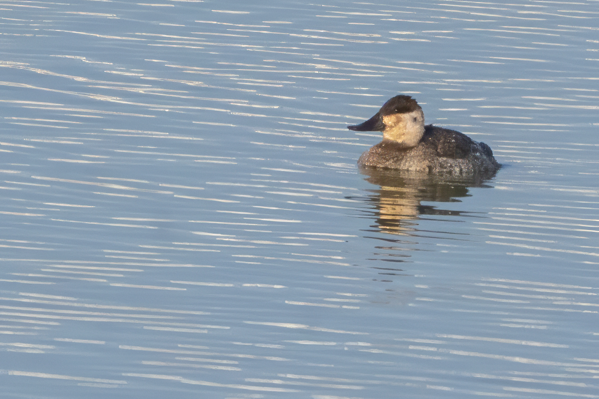 Schwarzkopf-Ruderente - ML645920436