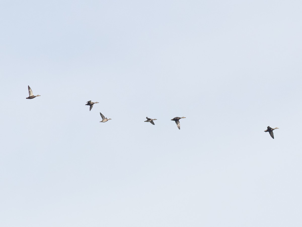 American Black Duck - ML645920437