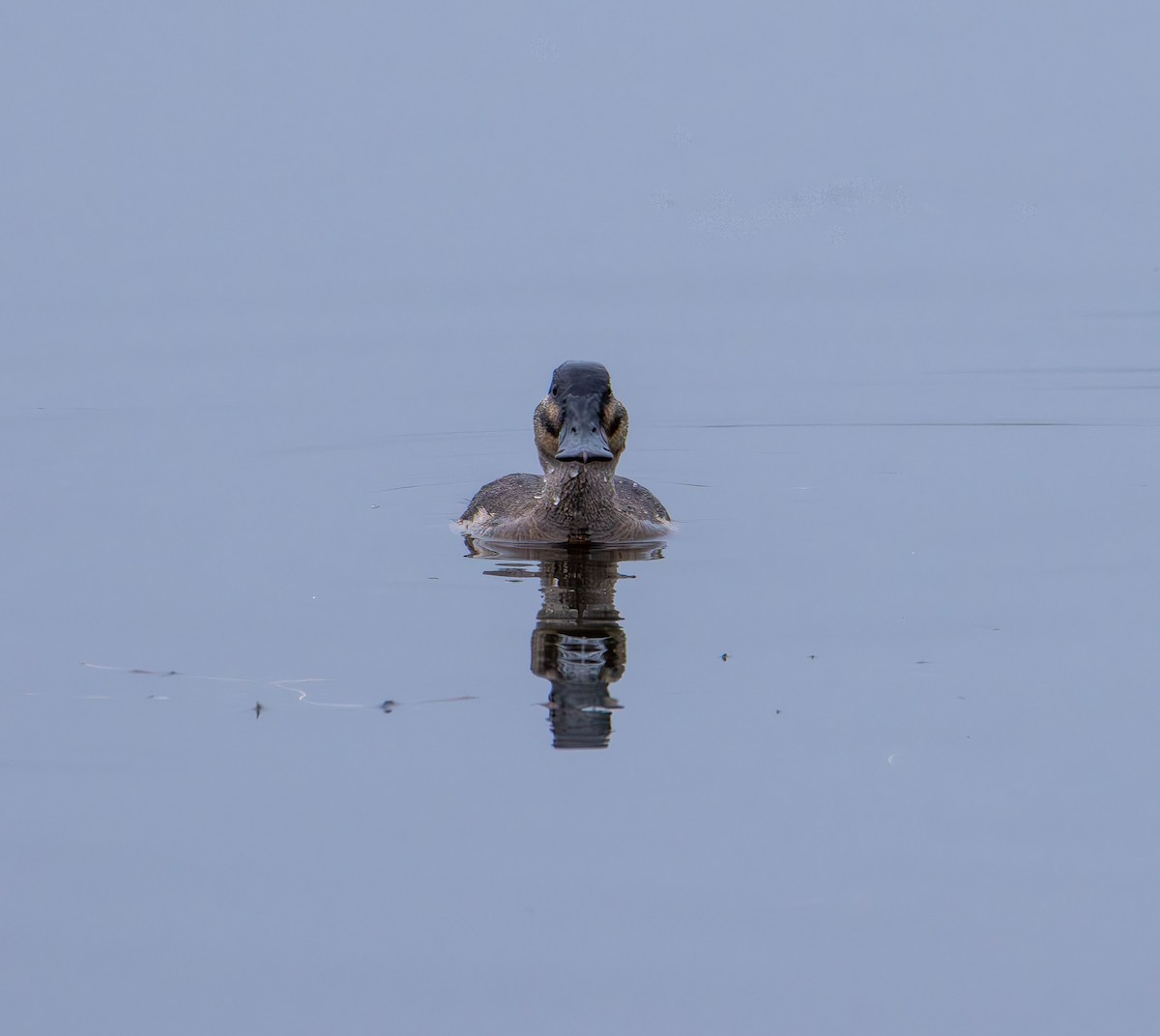 Schwarzkopf-Ruderente - ML645920446