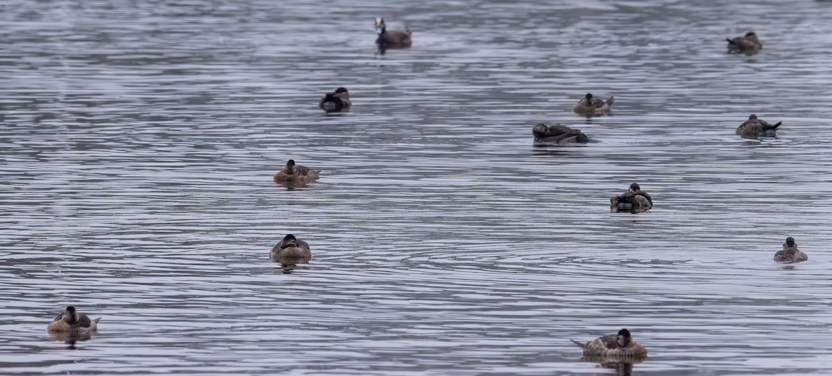 Schwarzkopf-Ruderente - ML645920453