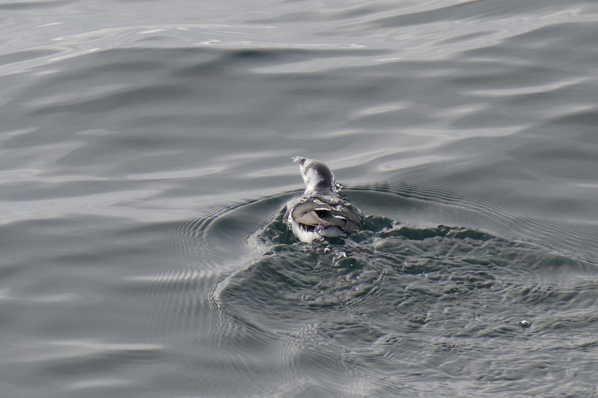 אלקה גמדית - ML645920458