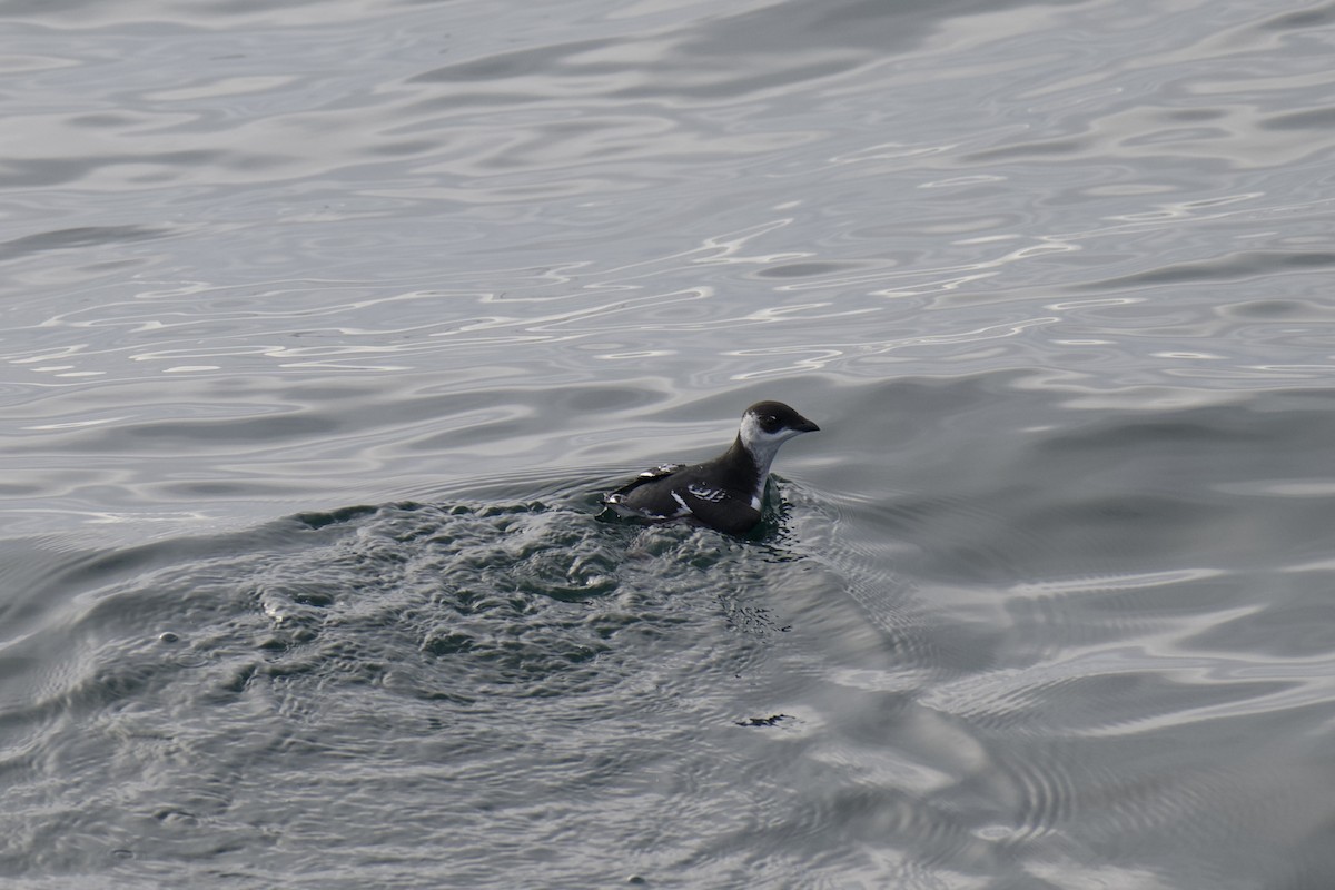 אלקה גמדית - ML645920459
