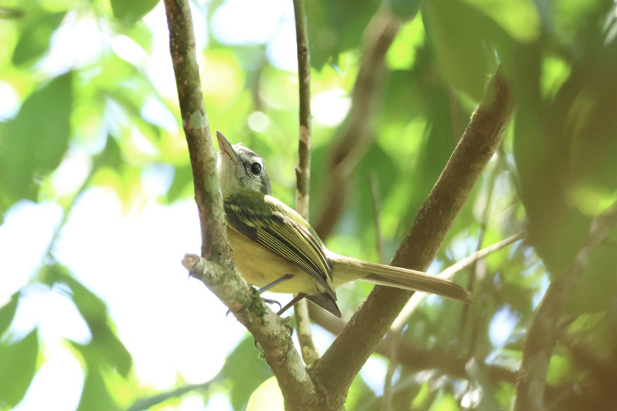 Yellow-olive Flatbill - ML645920460