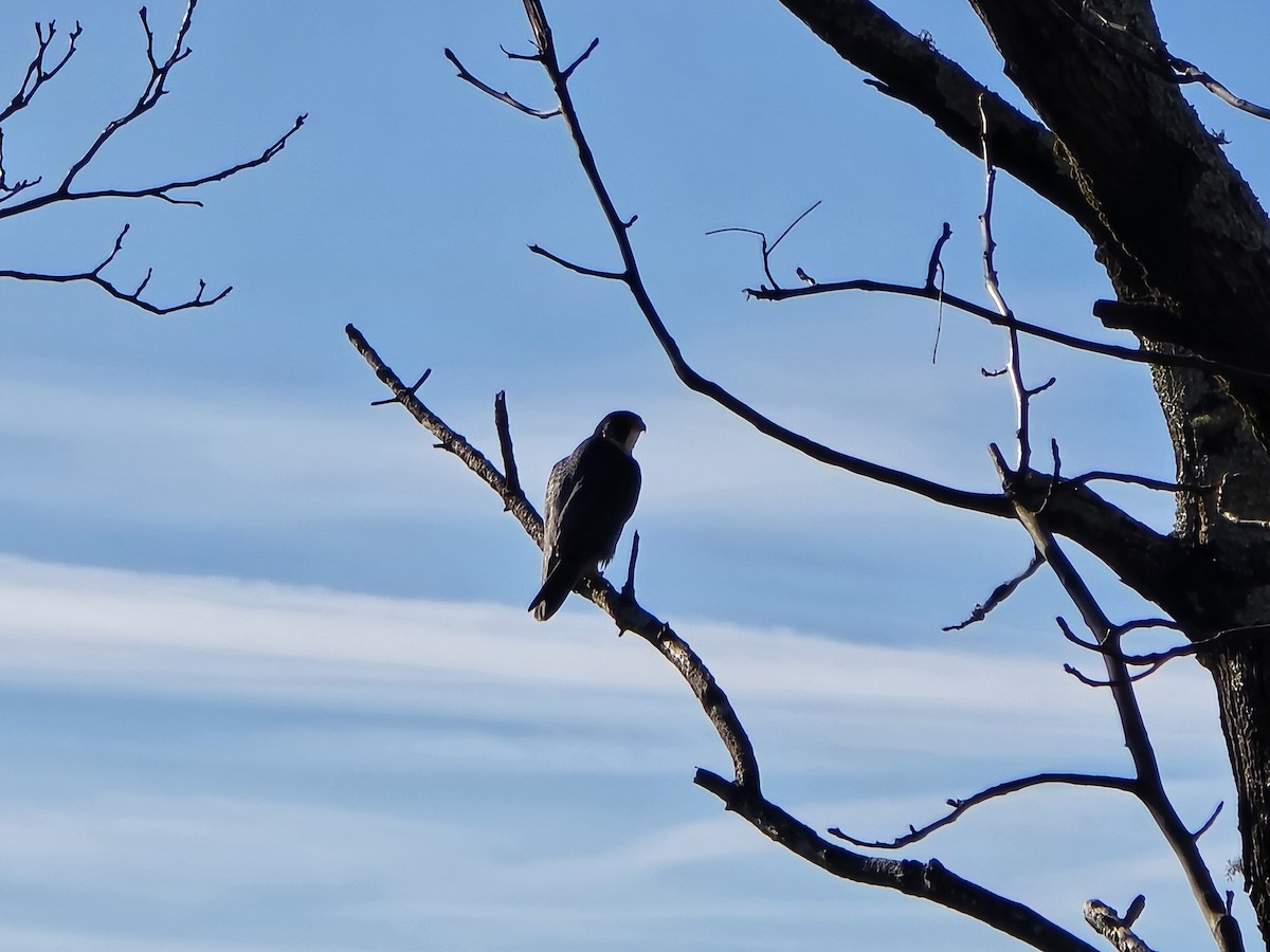 Peregrine Falcon - ML645920463