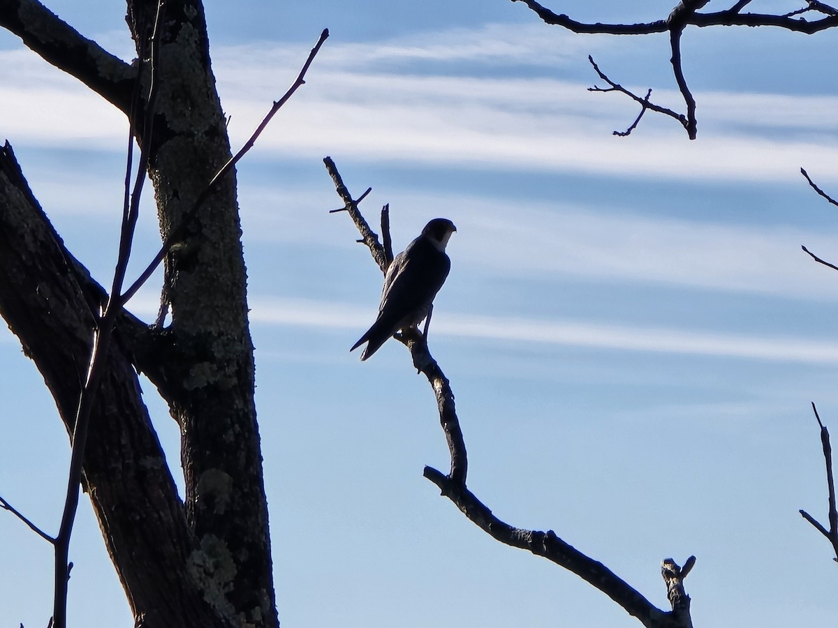 Peregrine Falcon - ML645920464