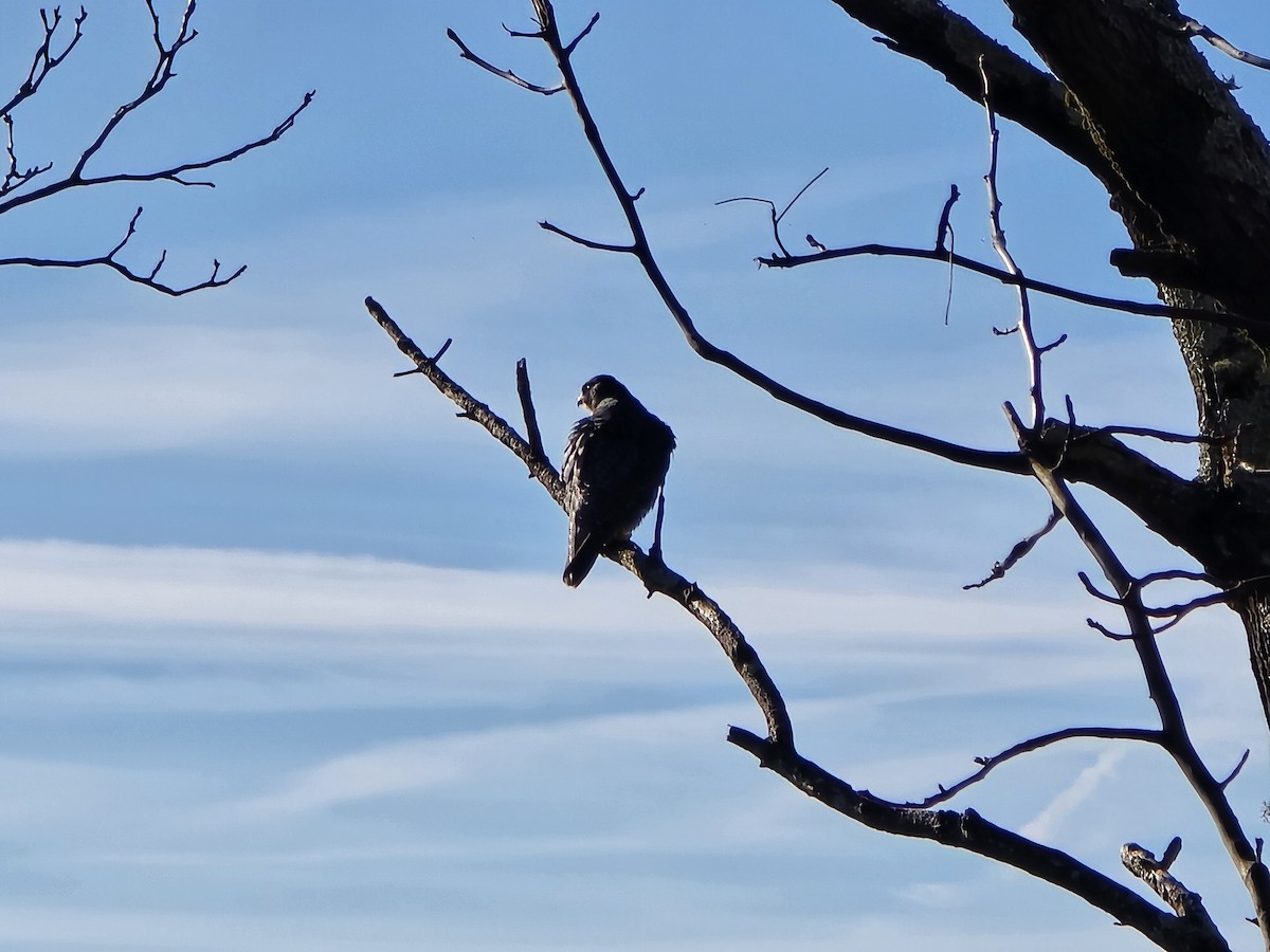 Peregrine Falcon - ML645920465