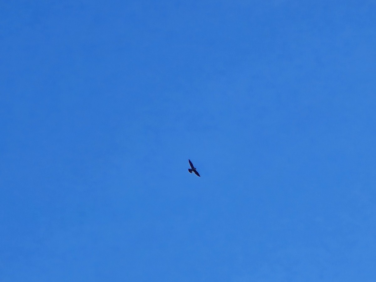 Peregrine Falcon - ML645920466