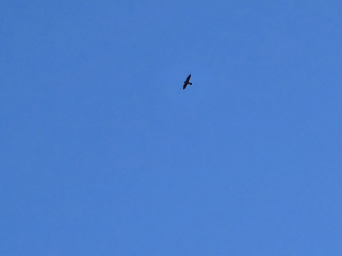 Peregrine Falcon - ML645920467