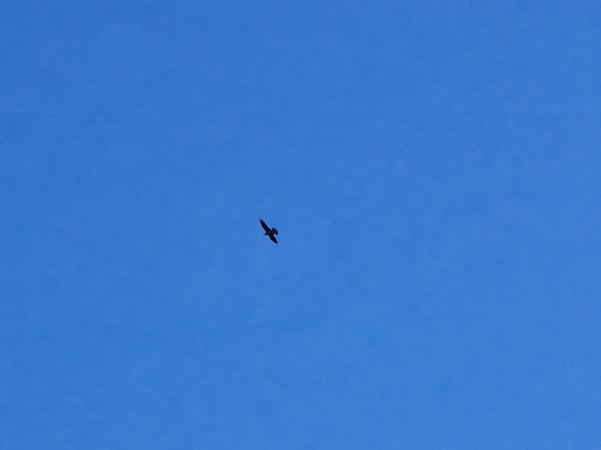 Peregrine Falcon - ML645920468