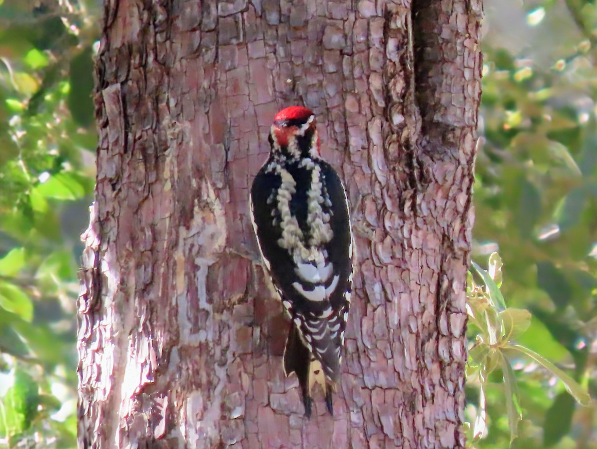 Red-naped Sapsucker - ML645920469