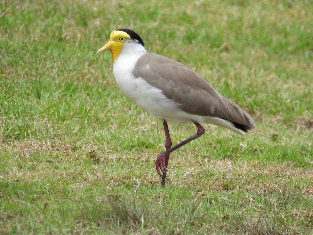 Masked Lapwing - ML645920482