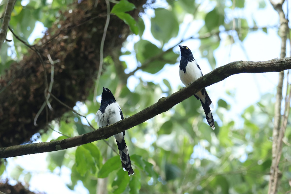 Magpie Tanager - ML645920486