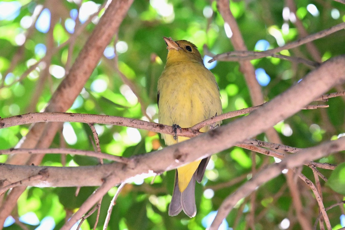 Scarlet Tanager - ML645920499