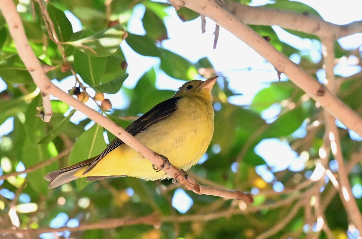 Scarlet Tanager - ML645920504