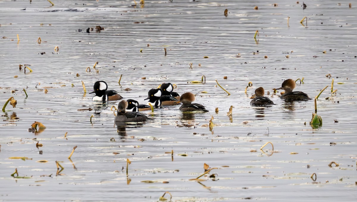 Hooded Merganser - ML645920506