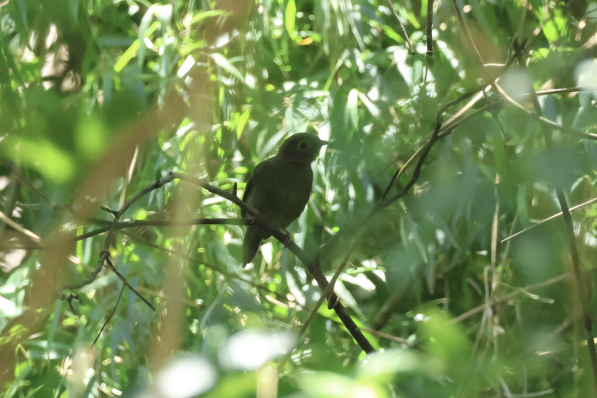 Swallow-tailed Manakin - ML645920507