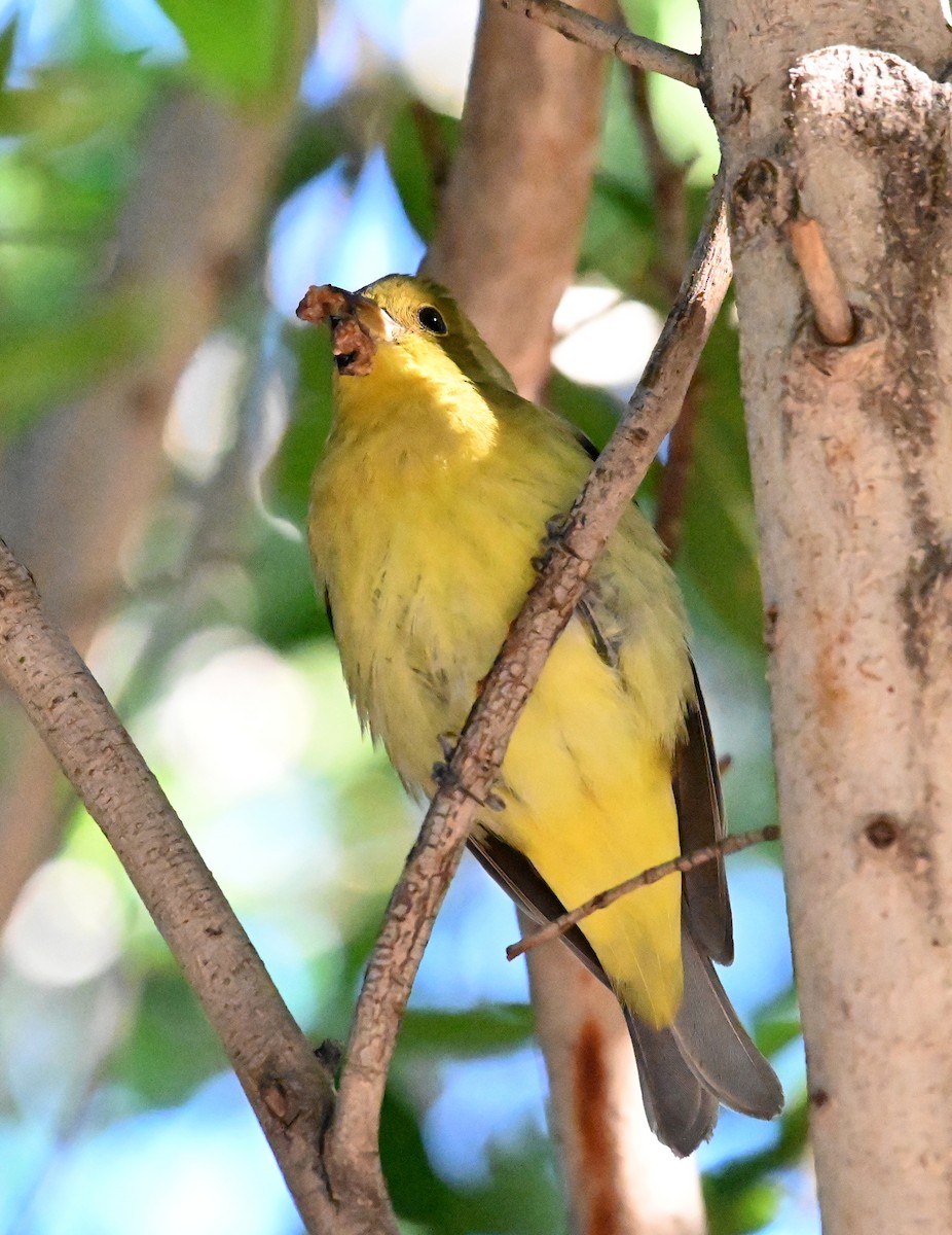 Scarlet Tanager - ML645920508