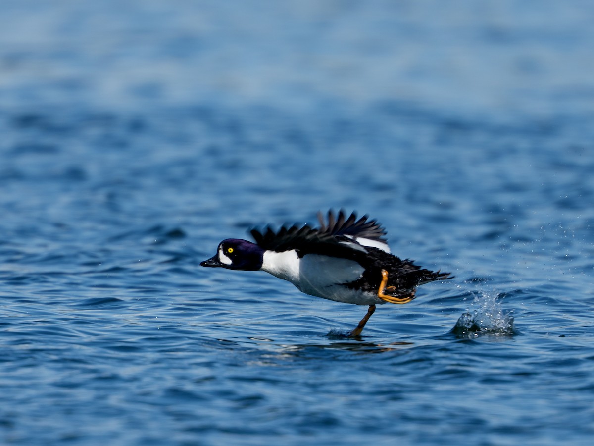 Barrow's Goldeneye - ML645920516