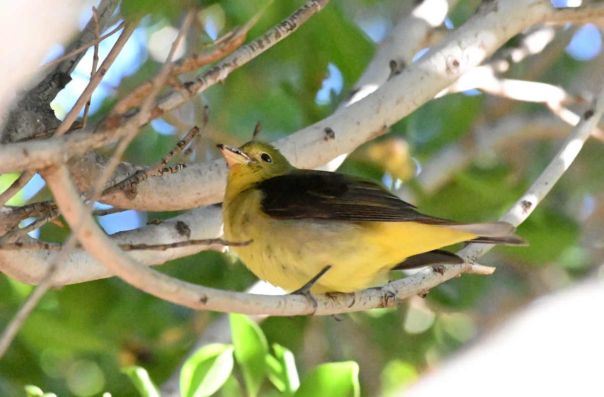 Scarlet Tanager - ML645920518