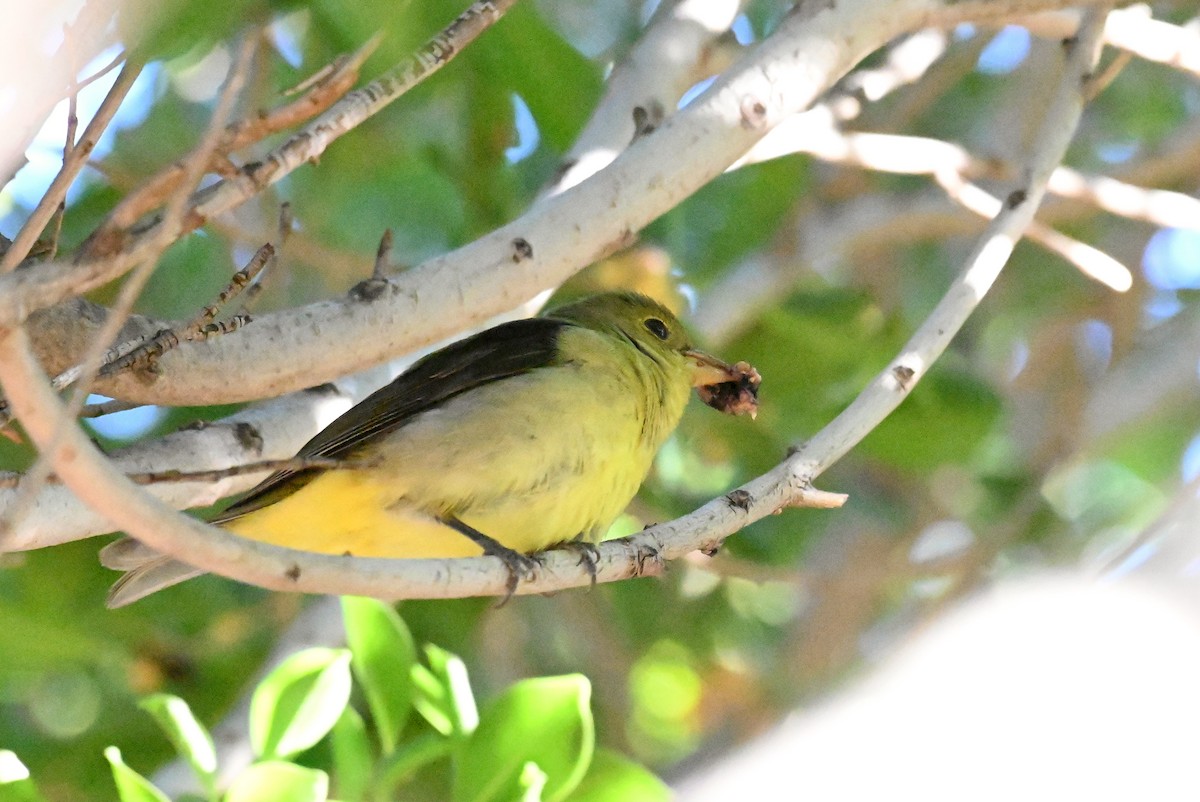 Scarlet Tanager - ML645920519