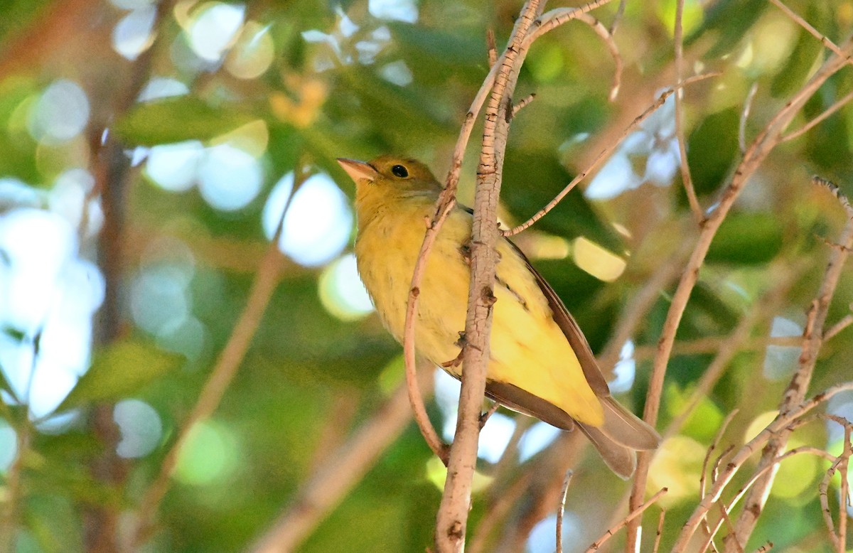 Scarlet Tanager - ML645920521