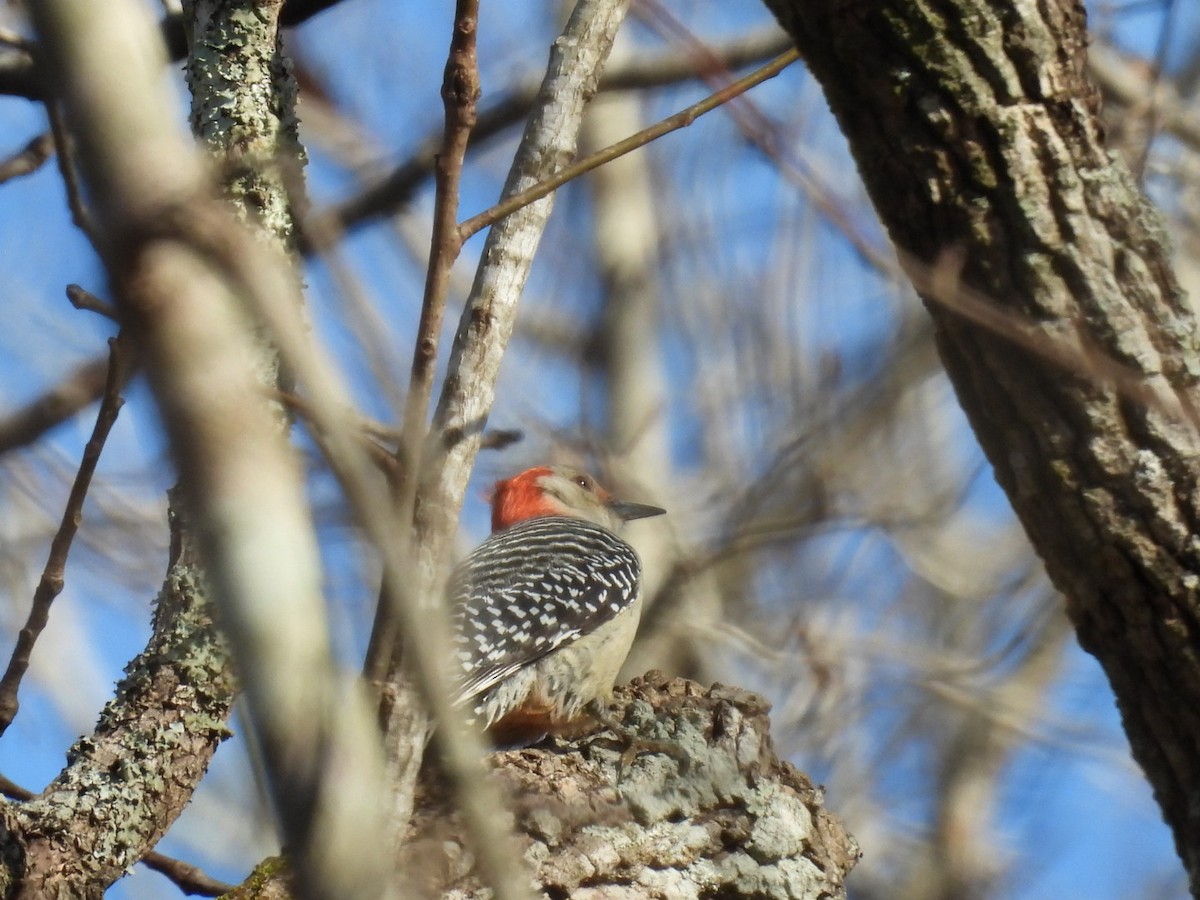 Carolinaspecht - ML645920524