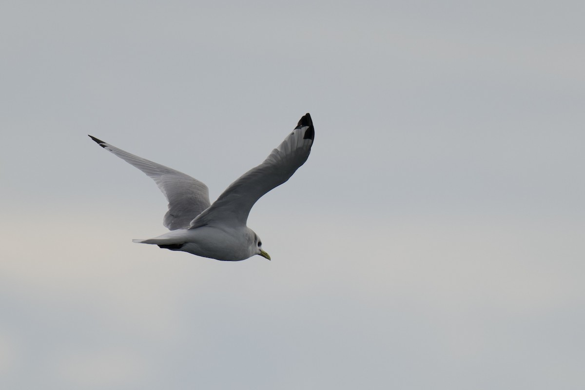 Kara Ayaklı Martı - ML645920525