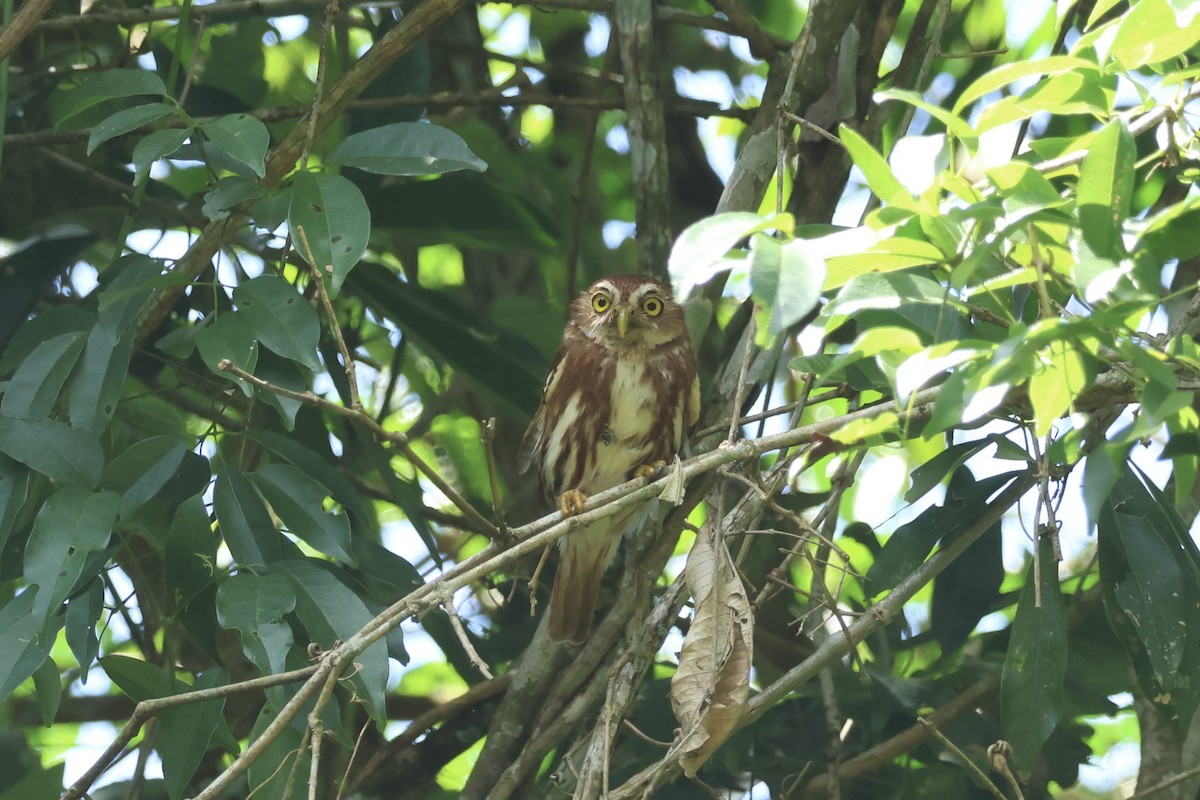 Ferruginous Pygmy-Owl - ML645920557