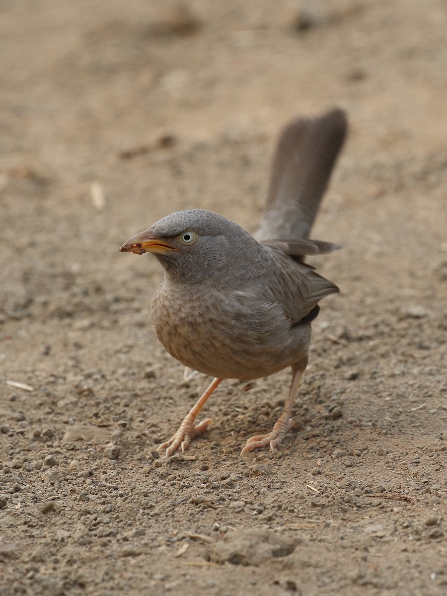 Jungle Babbler - ML645920559