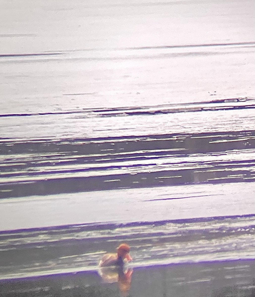 Red-crested Pochard - ML645920567