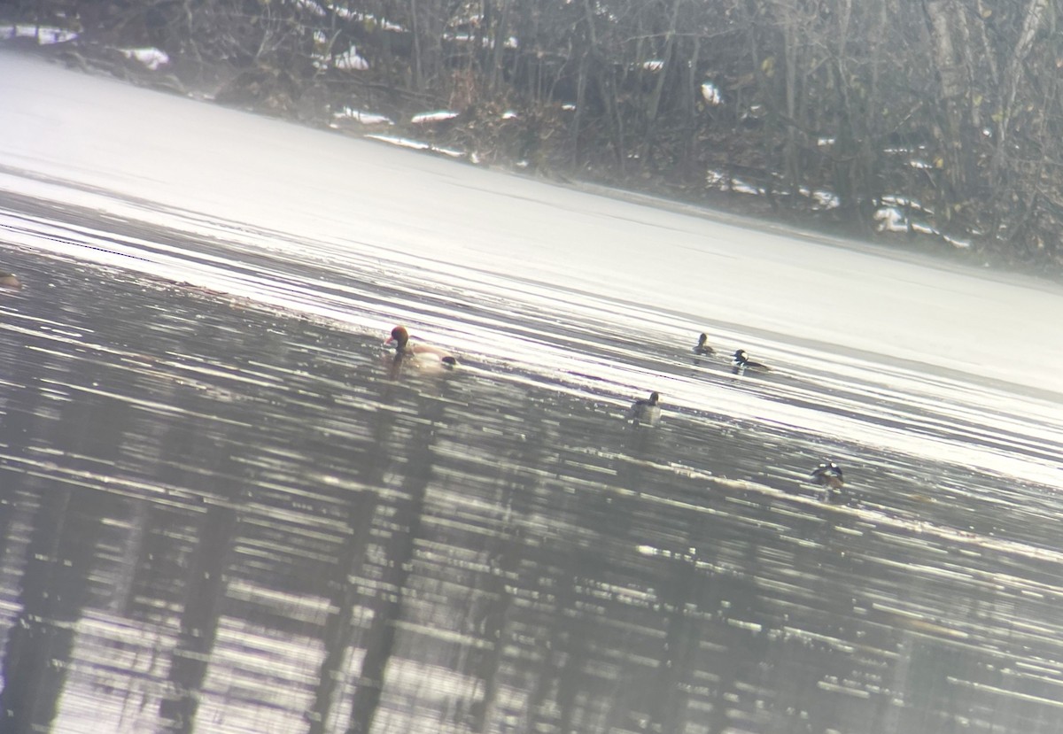 Red-crested Pochard - ML645920568