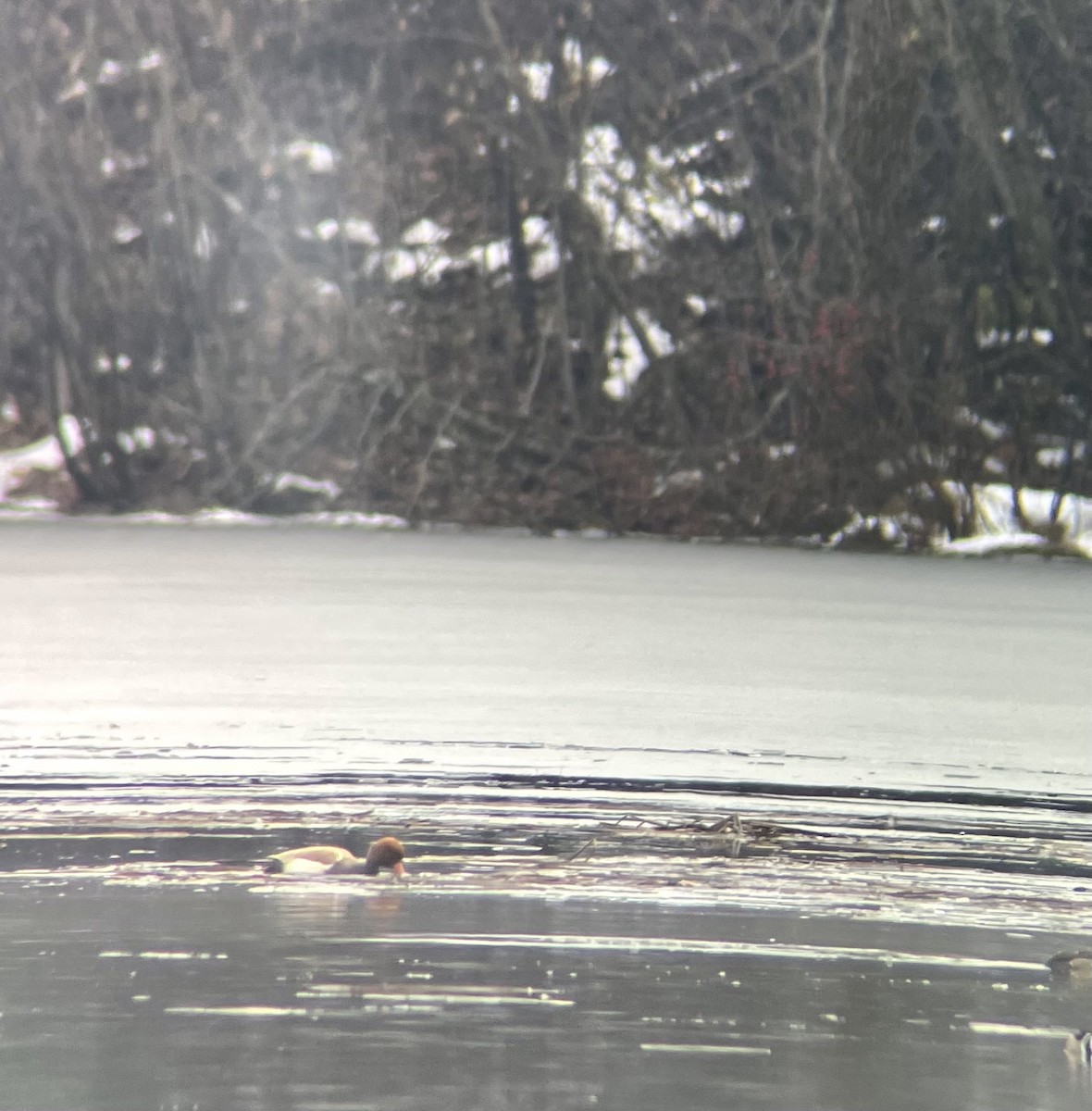 Red-crested Pochard - ML645920569