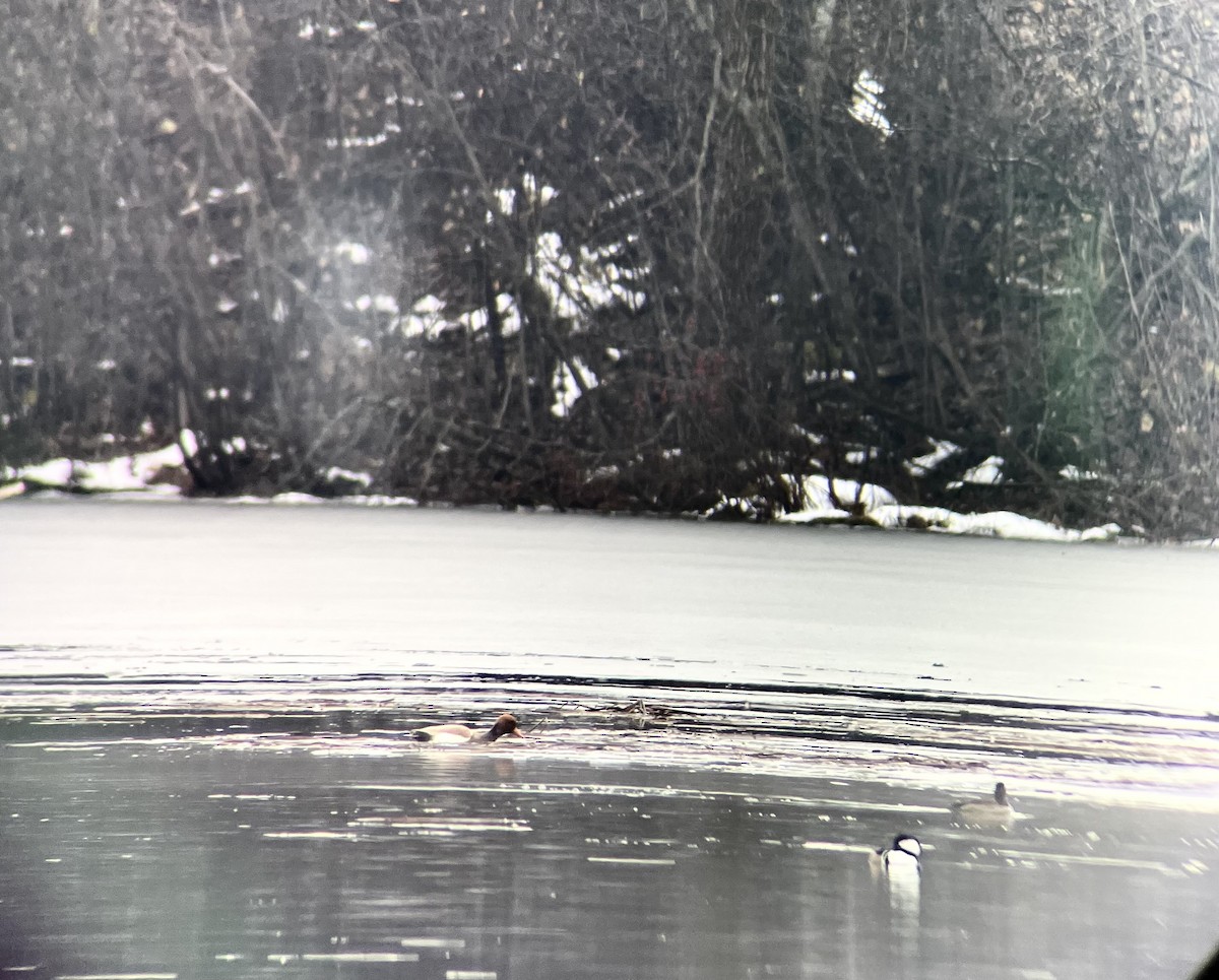 Red-crested Pochard - ML645920570