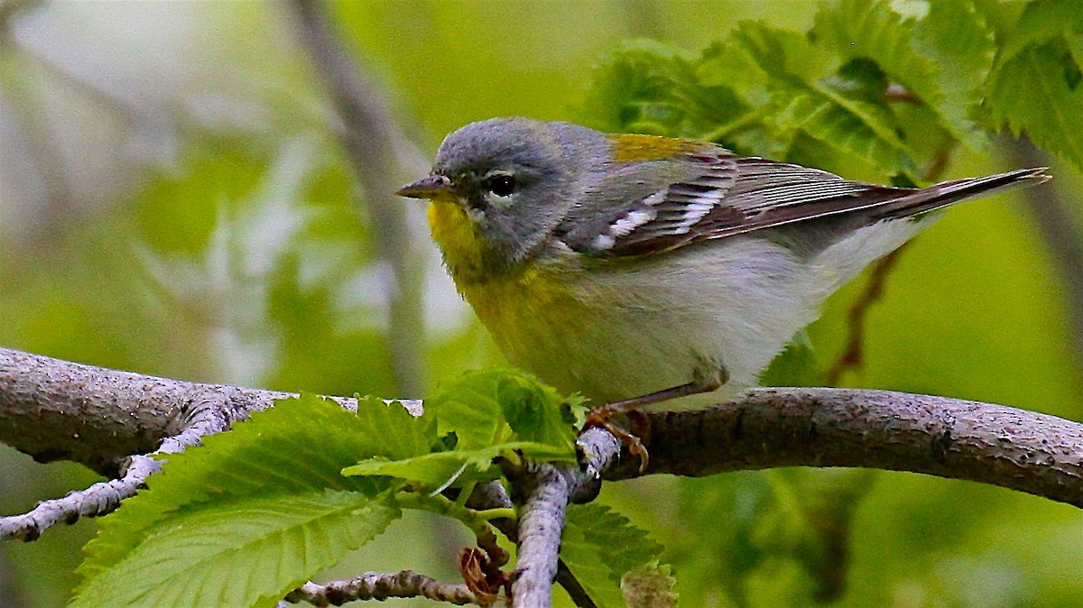Northern Parula - ML645920571