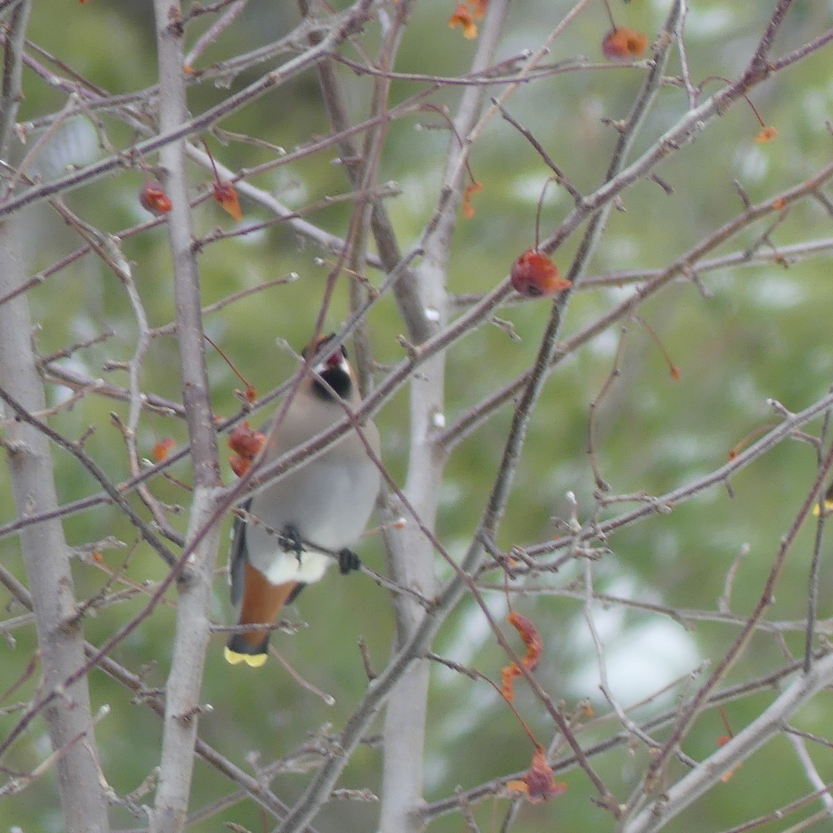 Buztanori boreala - ML645920577