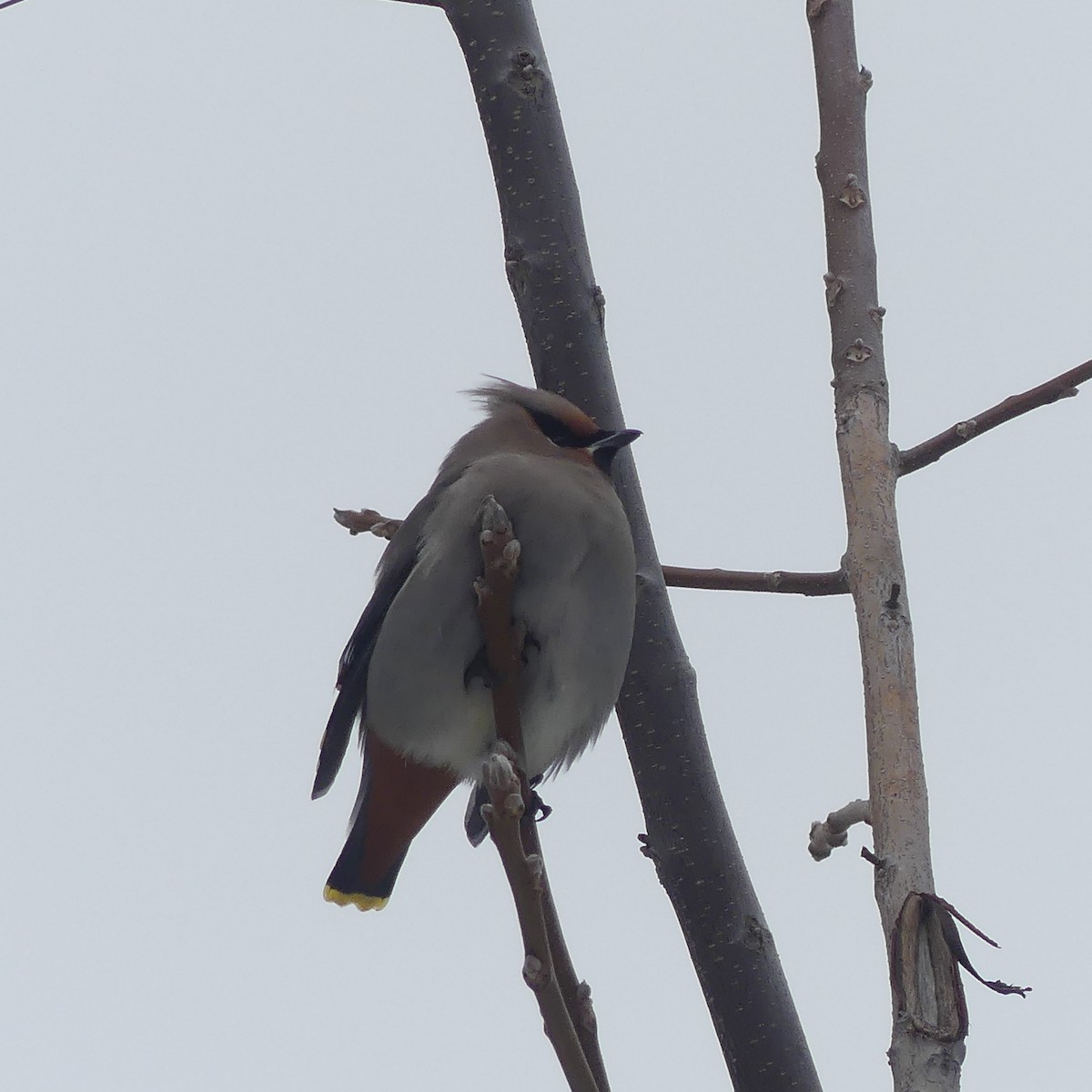 Buztanori boreala - ML645920578