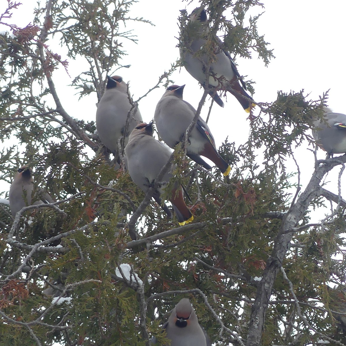 Buztanori boreala - ML645920580