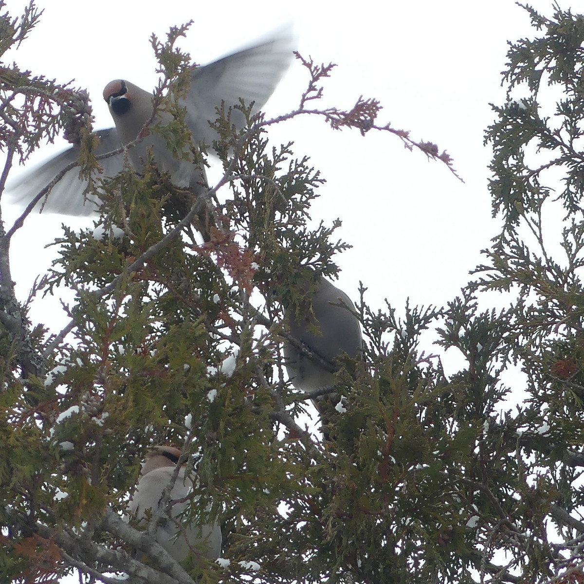 Buztanori boreala - ML645920582