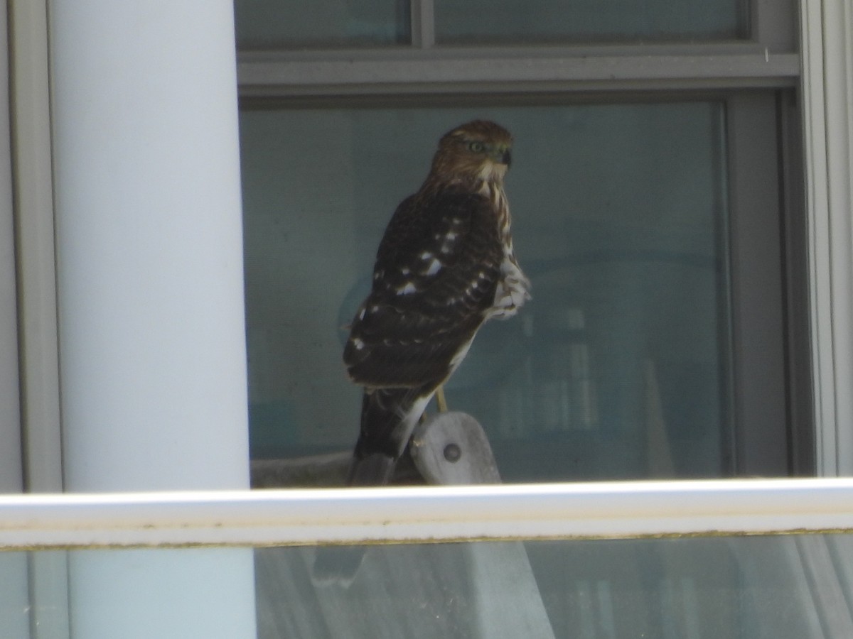 Cooper's Hawk - ML645920584