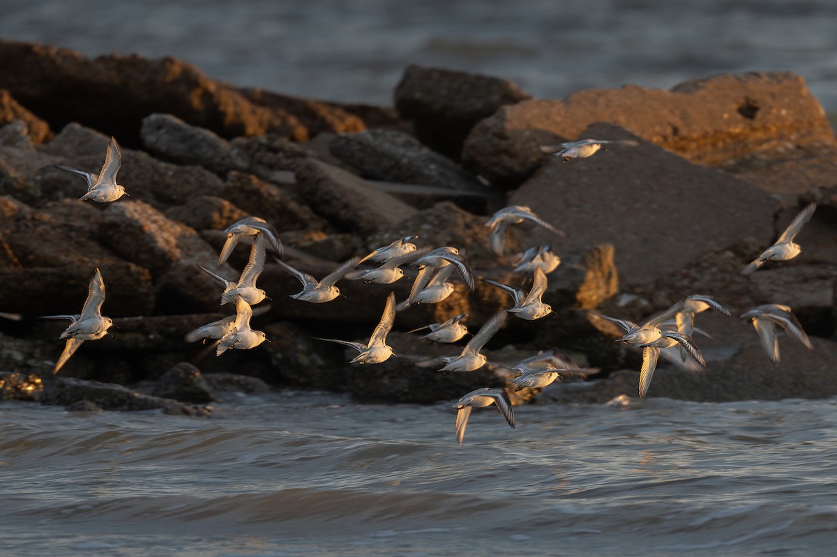 Sanderling - ML645920596